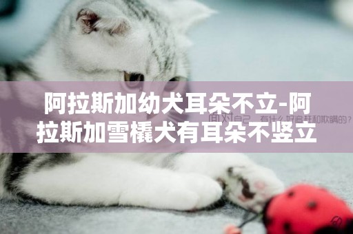 阿拉斯加幼犬耳朵不立-阿拉斯加雪橇犬有耳朵不豎立的嗎？麻煩告訴我
