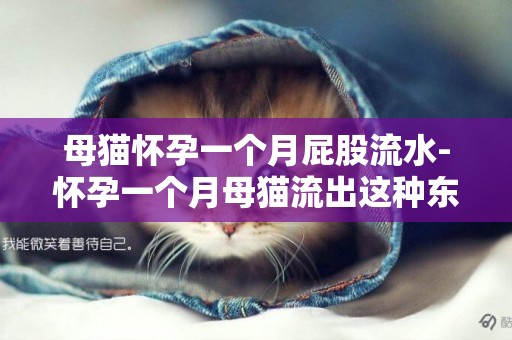母貓懷孕一個月屁股流水-懷孕一個月母貓流出這種東西正常嗎？