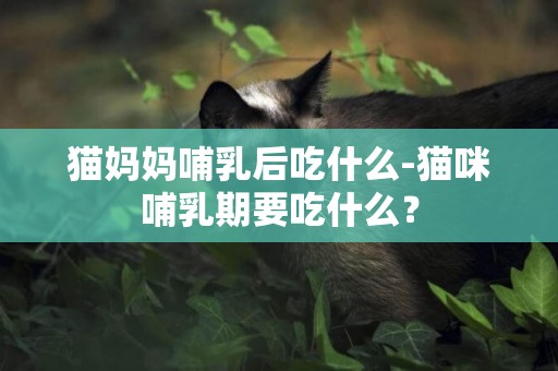 貓媽媽哺乳后吃什么-貓咪哺乳期要吃什么？