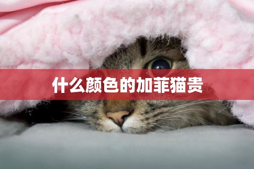 什么顏色的加菲貓貴