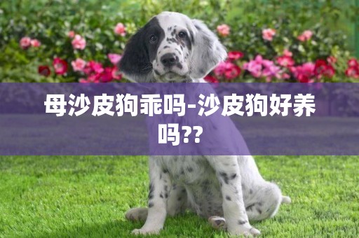 母沙皮狗乖嗎-沙皮狗好養嗎??