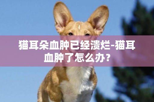 貓耳朵血腫已經潰爛-貓耳血腫了怎么辦？