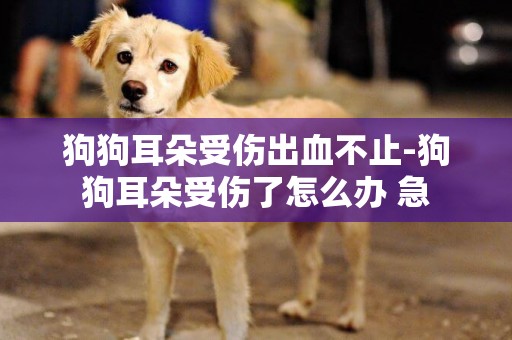 狗狗耳朵受傷出血不止-狗狗耳朵受傷了怎么辦 急