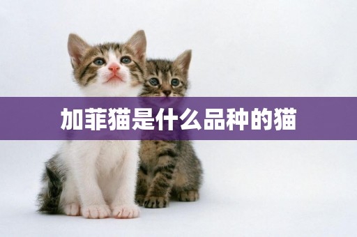 加菲貓是什么品種的貓