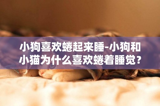 小狗喜歡蜷起來睡-小狗和小貓為什么喜歡蜷著睡覺？