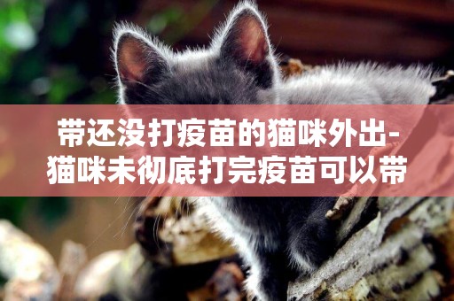 帶還沒打疫苗的貓咪外出-貓咪未徹底打完疫苗可以帶出門嗎