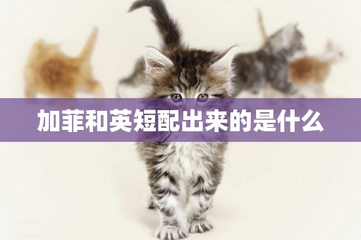 加菲和英短配出來的是什么