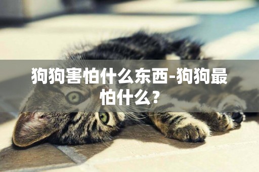 狗狗害怕什么東西-狗狗最怕什么？