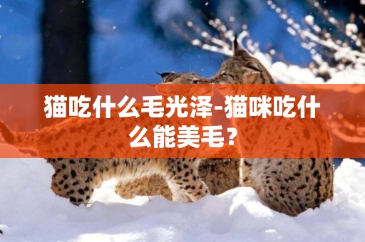貓吃什么毛光澤-貓咪吃什么能美毛？