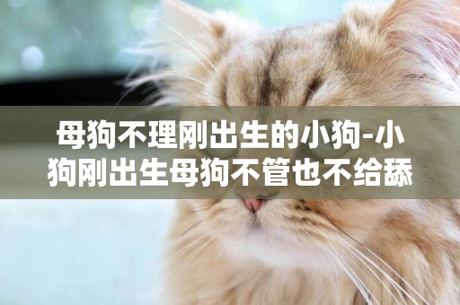 母狗不理剛出生的小狗-小狗剛出生母狗不管也不給舔屎?