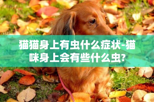 貓貓身上有蟲什么癥狀-貓咪身上會有些什么蟲?