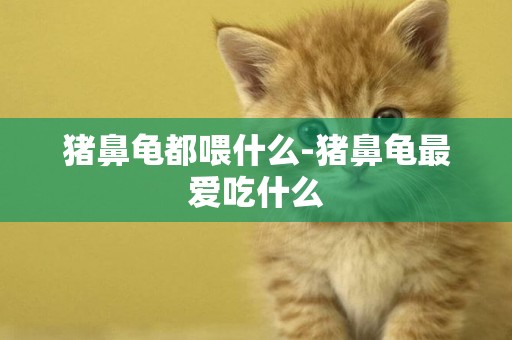 豬鼻龜都喂什么-豬鼻龜最愛吃什么