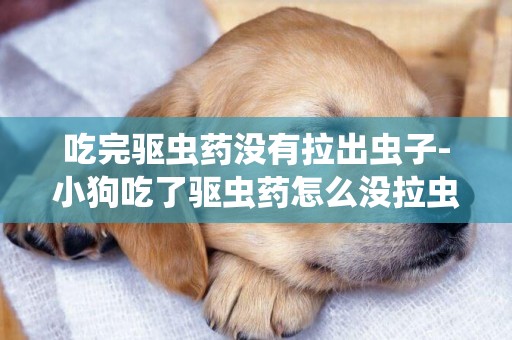 吃完驅蟲藥沒有拉出蟲子-小狗吃了驅蟲藥怎么沒拉蟲子