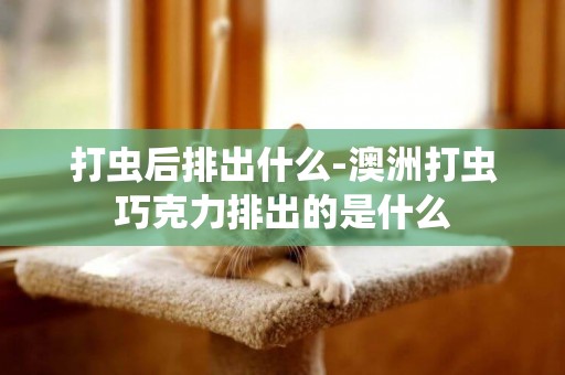 打蟲后排出什么-澳洲打蟲巧克力排出的是什么