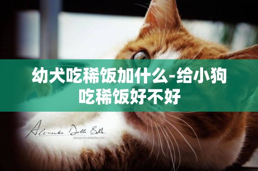 幼犬吃稀飯加什么-給小狗吃稀飯好不好