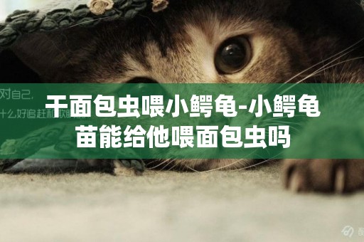 干面包蟲喂小鱷龜-小鱷龜苗能給他喂面包蟲嗎