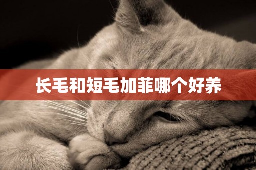 長毛和短毛加菲哪個好養