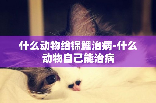 什么動物給錦鯉治病-什么動物自己能治病