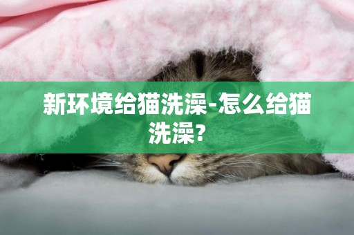 新環境給貓洗澡-怎么給貓洗澡?