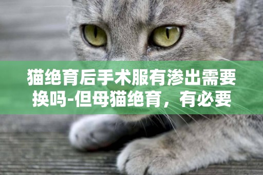 貓絕育后手術服有滲出需要換嗎-但母貓絕育，有必要自己給他做個手術服嗎？