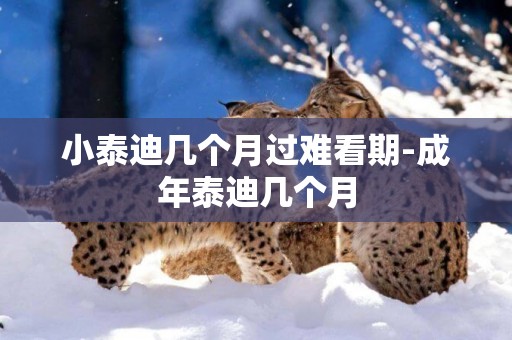 小泰迪幾個月過難看期-成年泰迪幾個月