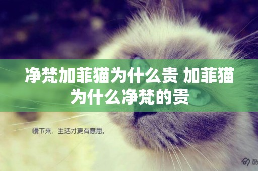 凈梵加菲貓為什么貴 加菲貓為什么凈梵的貴