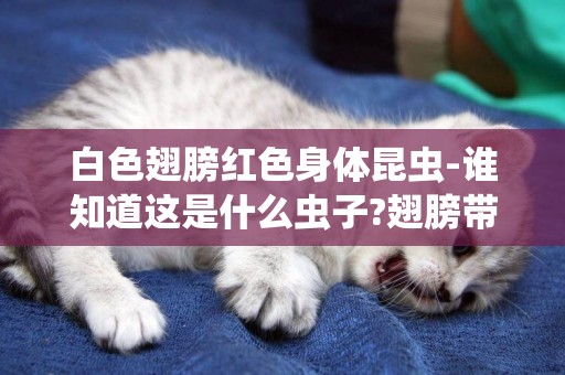 白色翅膀紅色身體昆蟲-誰知道這是什么蟲子?翅膀帶點，腹部紅色。如圖。