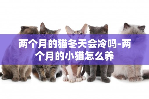 兩個月的貓冬天會冷嗎-兩個月的小貓怎么養