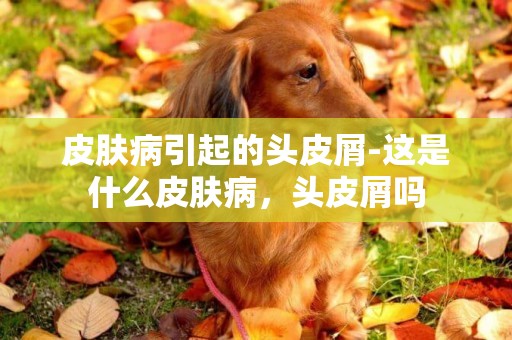 皮膚病引起的頭皮屑-這是什么皮膚病，頭皮屑嗎