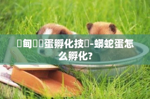 緬甸陸龜蛋孵化技術-蟒蛇蛋怎么孵化?