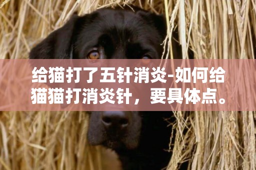 給貓打了五針消炎-如何給貓貓打消炎針，要具體點。比如說針扎哪里，是皮膚，血管，還是肌肉注射。越具體越