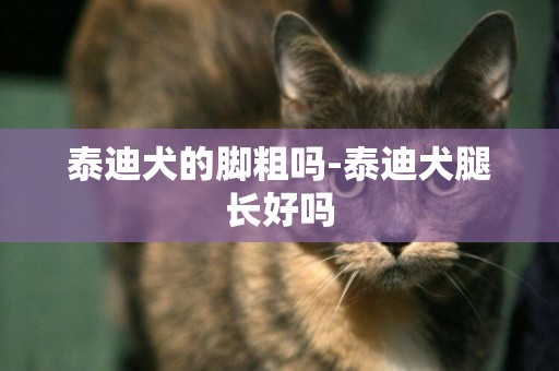 泰迪犬的腳粗嗎-泰迪犬腿長好嗎