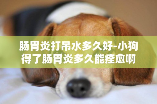 腸胃炎打吊水多久好-小狗得了腸胃炎多久能痊愈啊