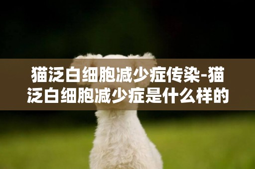 貓泛白細胞減少癥傳染-貓泛白細胞減少癥是什么樣的？