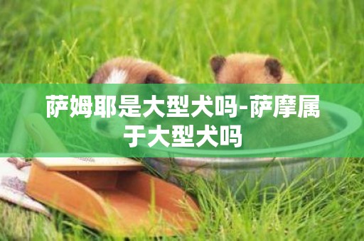 薩姆耶是大型犬嗎-薩摩屬于大型犬嗎