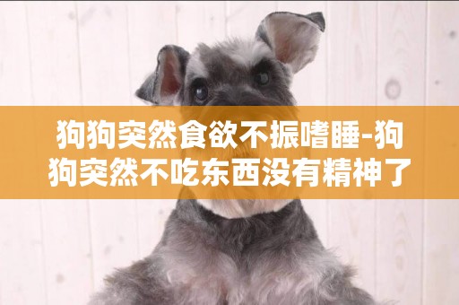狗狗突然食欲不振嗜睡-狗狗突然不吃東西沒有精神了