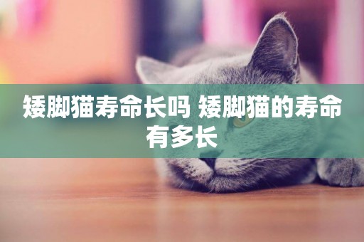 矮腳貓壽命長嗎 矮腳貓的壽命有多長