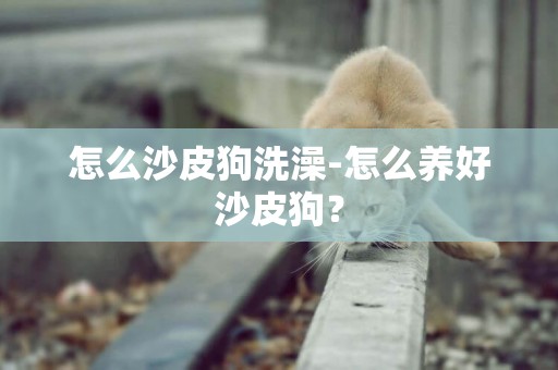 怎么沙皮狗洗澡-怎么養好沙皮狗？