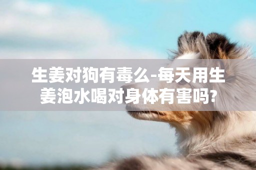 生姜對狗有毒么-每天用生姜泡水喝對身體有害嗎?