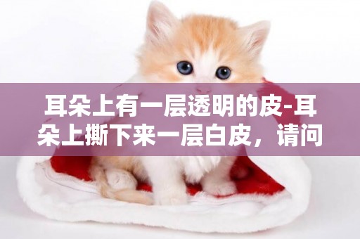 耳朵上有一層透明的皮-耳朵上撕下來一層白皮，請問是什么