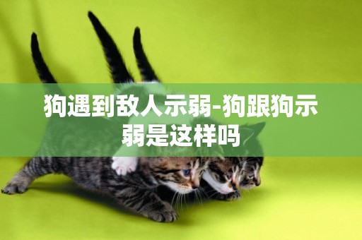 狗遇到敵人示弱-狗跟狗示弱是這樣嗎
