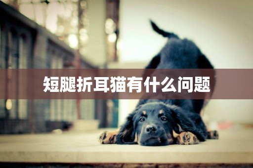短腿折耳貓有什么問題