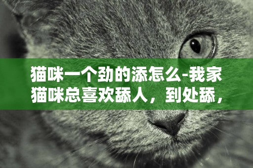 貓咪一個勁的添怎么-我家貓咪總喜歡舔人，到處舔，怎么改這個毛病啊？