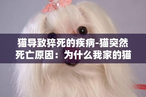 貓導致猝死的疾病-貓突然死亡原因：為什么我家的貓咪會突然去世？