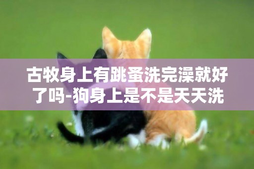 古牧身上有跳蚤洗完澡就好了嗎-狗身上是不是天天洗澡就不會有跳蚤？