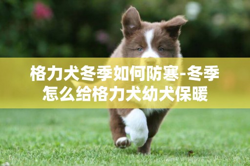 格力犬冬季如何防寒-冬季怎么給格力犬幼犬保暖