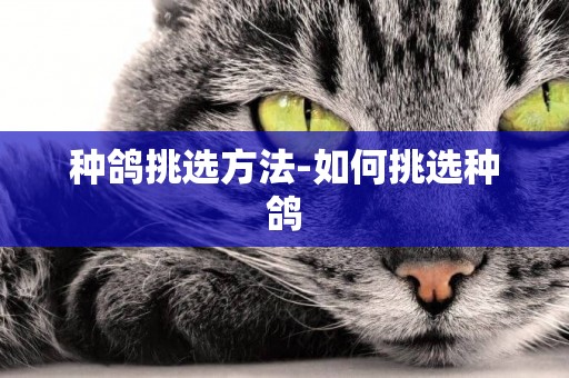 種鴿挑選方法-如何挑選種鴿