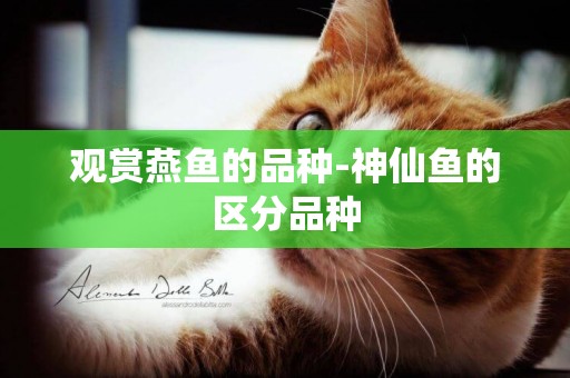 觀賞燕魚的品種-神仙魚的區分品種