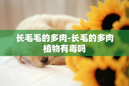 長毛毛的多肉-長毛的多肉植物有毒嗎