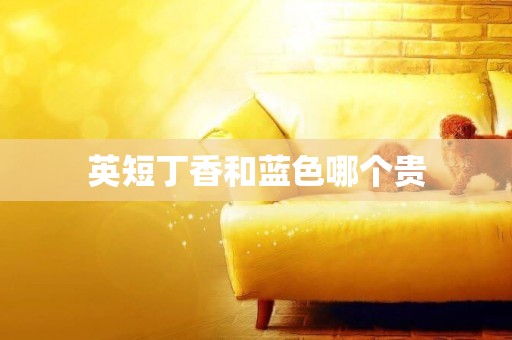 英短丁香和藍色哪個貴